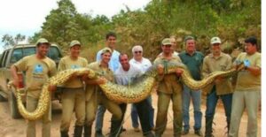 Пост восторга и восхищения самой большой змеей — анакондой