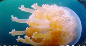 О ВСЕХ СУЩЕСТВУЮЩИХ ЯДОВИТЫХ ЖИВОТНЫХ! Яд. Достижение эволюции  Видео