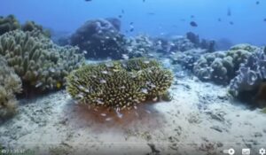 Дикая природа Океана 1 и 2 части  Видео