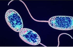 Мафусаилы мира природы: как выглядят 11 самых старых существ на Земле