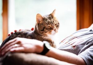 Кошки лечат — теперь это доказано научно