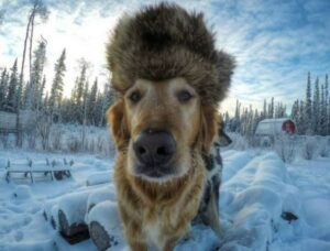 Очаровательные собаки врача-стоматолога с Аляски способны покорить любое сердце!