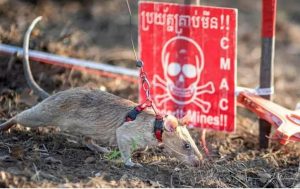 Ронин — герой на четырёх лапах: в Камбодже поисковая крыса побила мировой рекорд по обнаружению мин