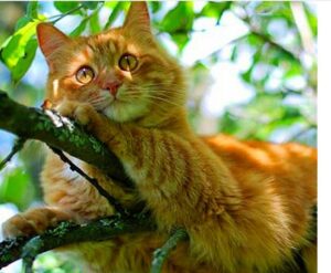 Рыжий кот — примета счастья
