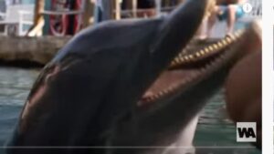 Вот Почему Мир Должен Бояться Дельфинов  Видео