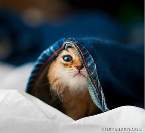 Почти спрятался…