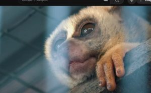 Самые Редкие и Милейшие Животные в Мире! Ты влюбишься!  Видео