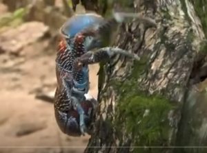 Он ЕСТ свою КОЖУ, ломает кости как спички и живёт ВЕКАМИ! КРАБ с силой ЛЬВА!  Видео