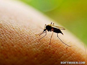 Кого любят комары