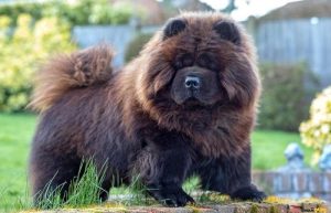 9 своенравных собачьих пород, которые лучше не заводить новичкам в деле воспитания четвероногих