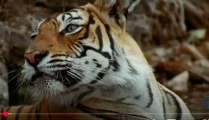 Лев против Тигра — Кто Сильнее? (Реальные Кадры Схваток)  Видео