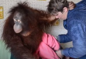 ОБХОХОЧЕШЬСЯ !!! Олег Зубков купает орангутана Дану !  Видео