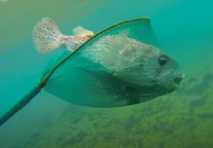 Самые странные животные на планете Земля.  Видео