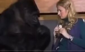 Горилла знала язык жестов и рассказала то от чего волосы встают дыбом  Видео