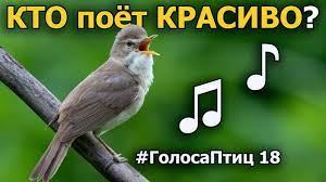 Птичий край