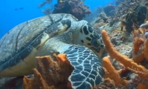 Дайвер нырнул за впечатлениями, но от увиденного пришёл в ужас…  Видео