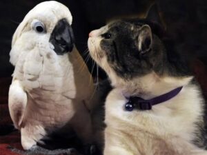 У тебя фамилия какой? — донимал большого белого попугая с огромным клювом, серый кот.