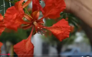 15 самых необычных деревьев, в существование которых сложно поверить