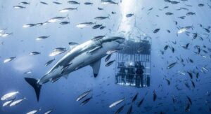 Бертольд Брехт: «Если бы акулы были людьми…»