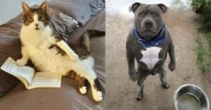 6 милых животных, которые копируют повадки людей