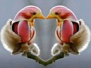 Это цветок или птица?