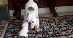 Уровень милоты зашкаливает! Щенок очень смешно злится на свою маму  Видео