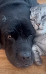 Отцепись, ненормальный кот!  Смешное видео с кошками и собаками для хорошего настроения!  Видео