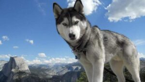 Топ-10 умнейших пород собак