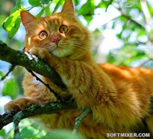 Рыжий кот — примета счастья