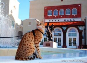 Кошки стоящие целое состояние