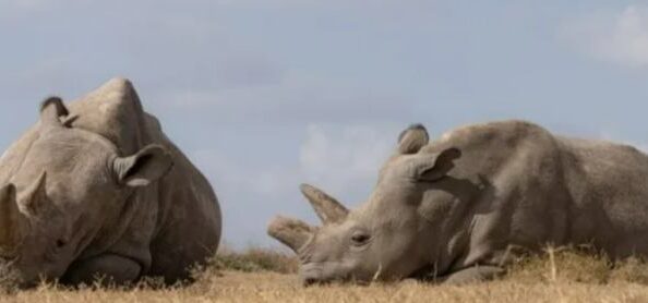 Северные белые носороги из пробирки. Ученые надеются, что вымирающих животных спасет ЭКО