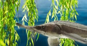 Возвращается Великий Луг, вернулись осетры. Неожиданные последствия катастрофы на Каховской ГЭС