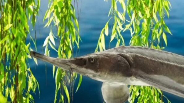 Возвращается Великий Луг, вернулись осетры. Неожиданные последствия катастрофы на Каховской ГЭС