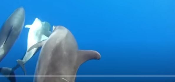 Живые воды. Разумный замысел в океанах Земли.  Видео