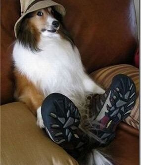 Мужчина — лучший друг человека?