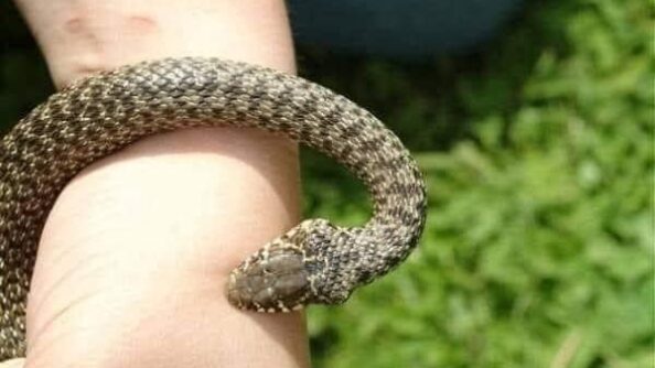 Мудрость жизни: не меняйте своей сущности только потому, что кто-то вас ранил