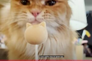 Провести день в кошачьем кафе в Японии | Магазин Mocha  Видео