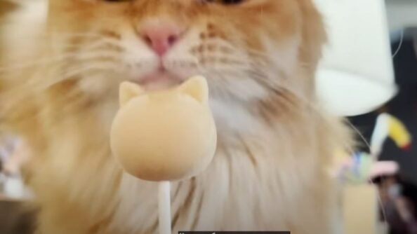 Провести день в кошачьем кафе в Японии | Магазин Mocha  Видео