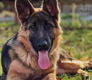 -Моя, моя! Альма моя… Мы служили вместе. Она дрессированная. Умная очень.