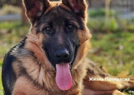 -Моя, моя! Альма моя… Мы служили вместе. Она дрессированная. Умная очень.