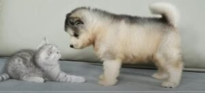 Щенок аляскинского маламута отреагировал на первую встречу с котенком!  Видео