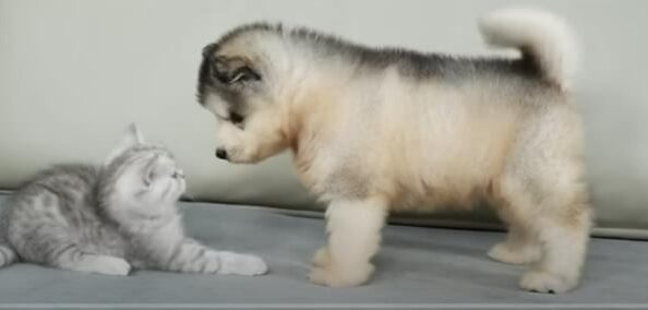 Щенок аляскинского маламута отреагировал на первую встречу с котенком!  Видео