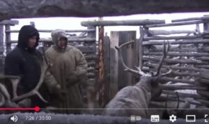 Племя в Арктике которое шокировало учёных, мурашки по коже…  Видео