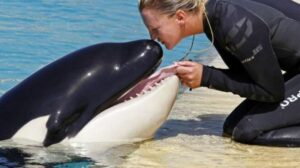 Загадка природы: почему косатки не нападают на людей