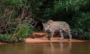 Джунгли Амазонки 4K: Редкие птицы, обезьяны и дикие животные с расслабляющими звуками природы  Видео