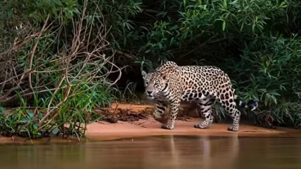 Джунгли Амазонки 4K: Редкие птицы, обезьяны и дикие животные с расслабляющими звуками природы  Видео