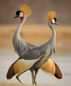 Я люблю Тебя…